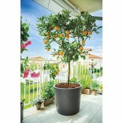 V2H16FF84A8C64C2FC061442ED10156E487R6704726P6