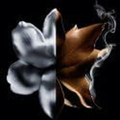 V4HB551176E9735A398D9C45A87597EAFFER6239984P6