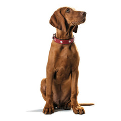 Collar para perros Hunter Swiss Rojo/Negro 35-43 cm