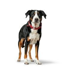 Collar para perros Hunter Love M 41-49 cm Rojo