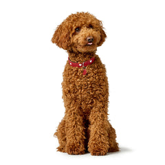 Hundehalsband Hunter Love M/L 47-54 cm Rot